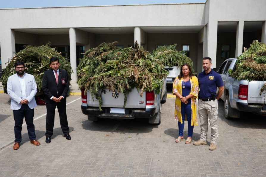 Plan Cannabis de la PDI supera las 123 mil plantas incautadas en “narco cultivos” de Los Vilos.