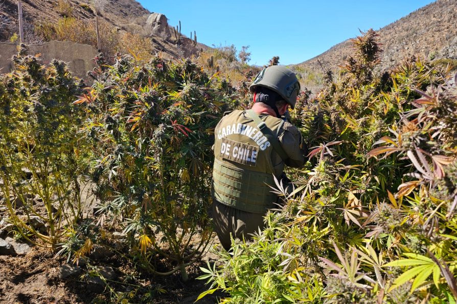 Histórico decomiso del OS7 en Monte Patria: más de 559 kilos de droga fuera de circulación