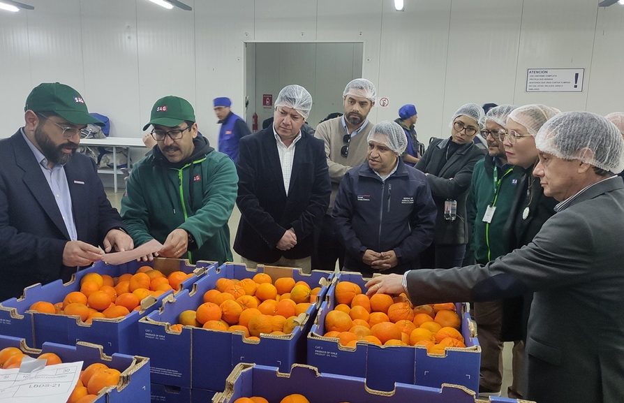 Región de Coquimbo exportará uva de mesa a Estados Unidos bajo nuevo protocolo de inspección de fruta