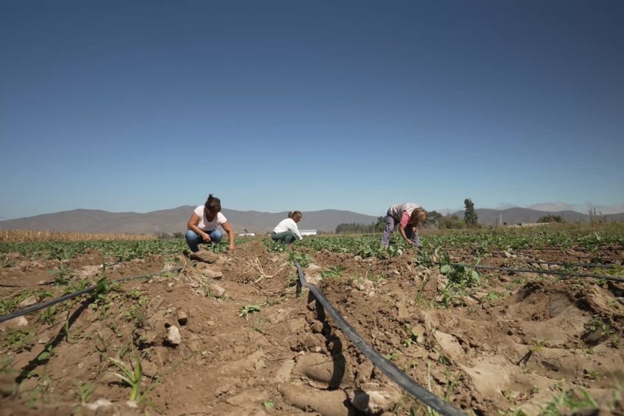 INDAP pone en valor el aporte que sus usuarios y usuarias realizan a la seguridad y soberanía alimentaria de Chile