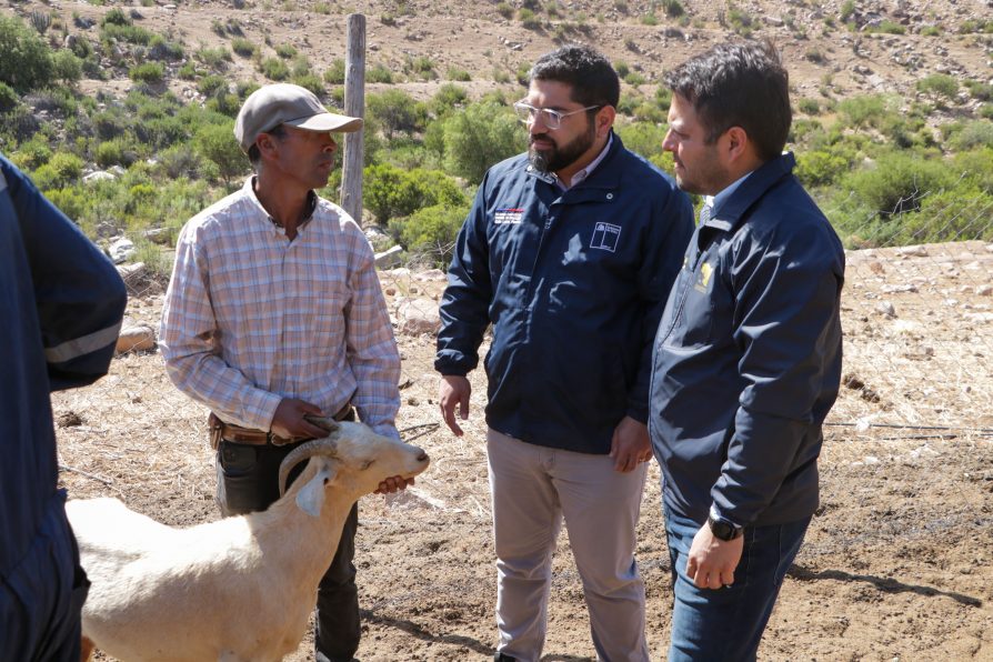 Inician programa de desparasitación de ganado caprino regional con animales que suben a veranadas en San Juan