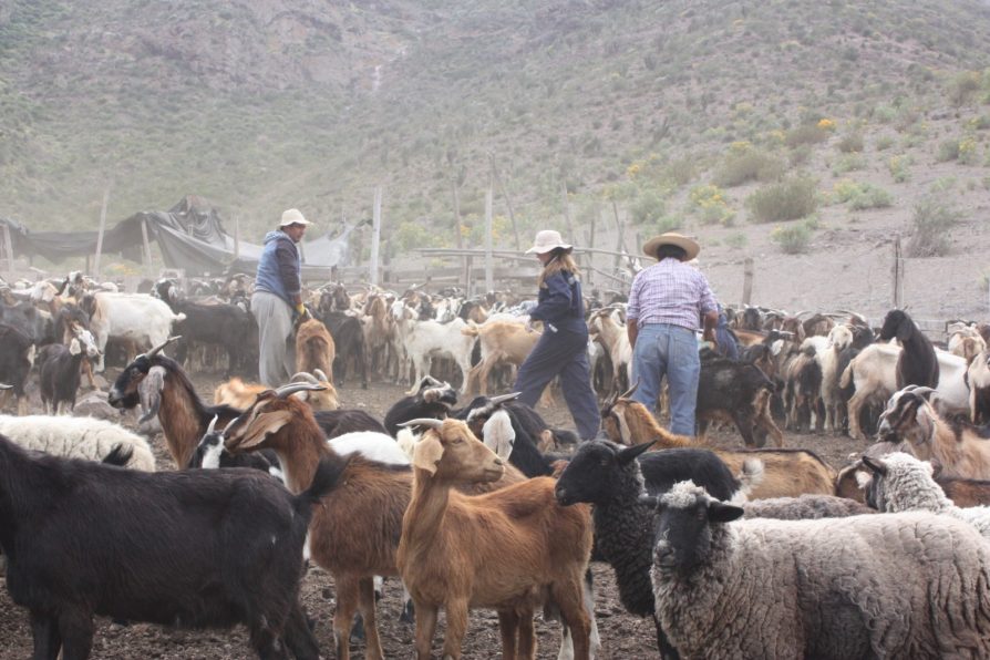 Valoran aprobación de recursos que permitirán las veranadas en argentina
