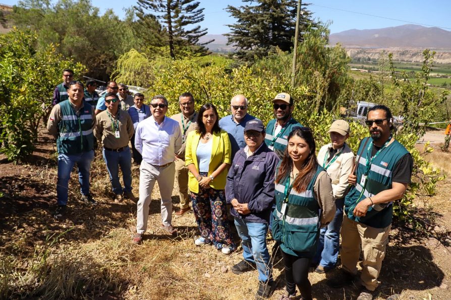 Ministerio de Agricultura destaca 50% de avance en erradicación de brotes de mosca de la fruta a nivel nacional