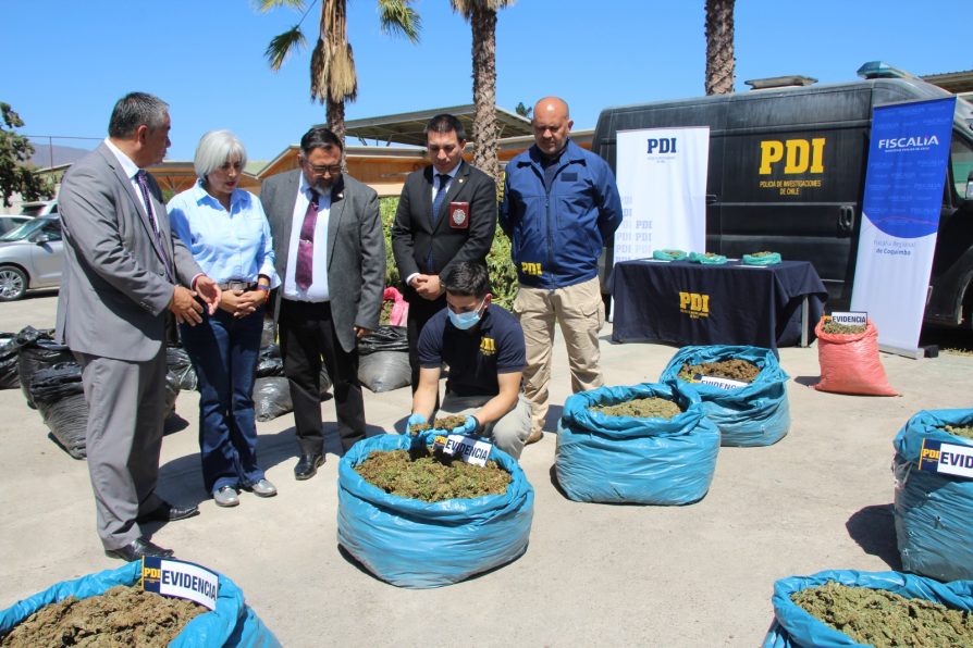 Plan Cannabis de PDI provoca millonarias pérdidas a productores ilegales de narcocultivos en Limarí.