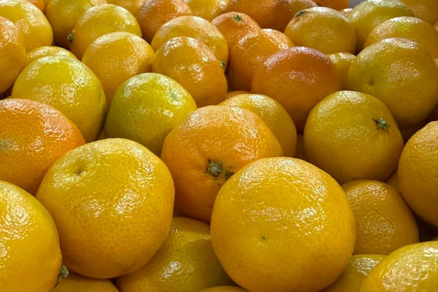 SAG y Frutas de Chile dan inicio en Coquimbo a la temporada de exportaciones de cítricos a Estados Unidos