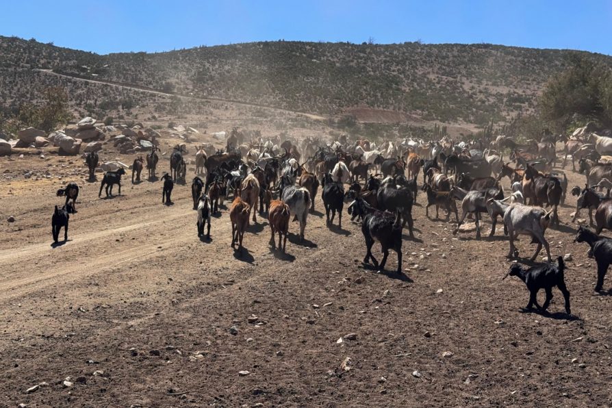 MINAGRI y Banco Estado activan financiamiento FOGAPE especial para apoyar a agricultores frente a contingencias que afectan al sector agroalimentario