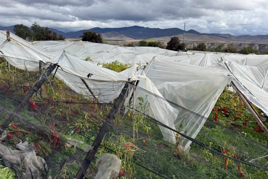 Ministerio de Agricultura declara emergencia agrícola por sistema frontal.